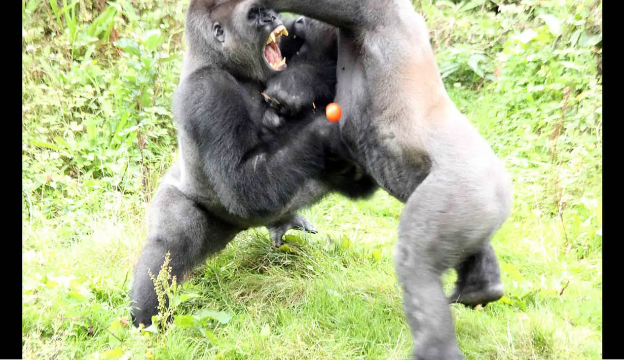 Para gorila ini saling memukul, mencakar hingga menggigit demi mendapatkan tomat yang dilemparkan petugas Kebun Binatang Paignton, Devon (3/10/14). (Dailymail)
