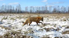 Seekor rubah berjalan di zona eksklusi 30 km/19 mil di sekitar lokasi bencana reaktor nuklir Chernobyl, Belarus, 5 Maret 2016. 30 tahun pasca bencana nuklir paling buruk, sejumlah hewan langka kini banyak terlihat di lokasi itu. (REUTERS/Vasily Fedosenko)