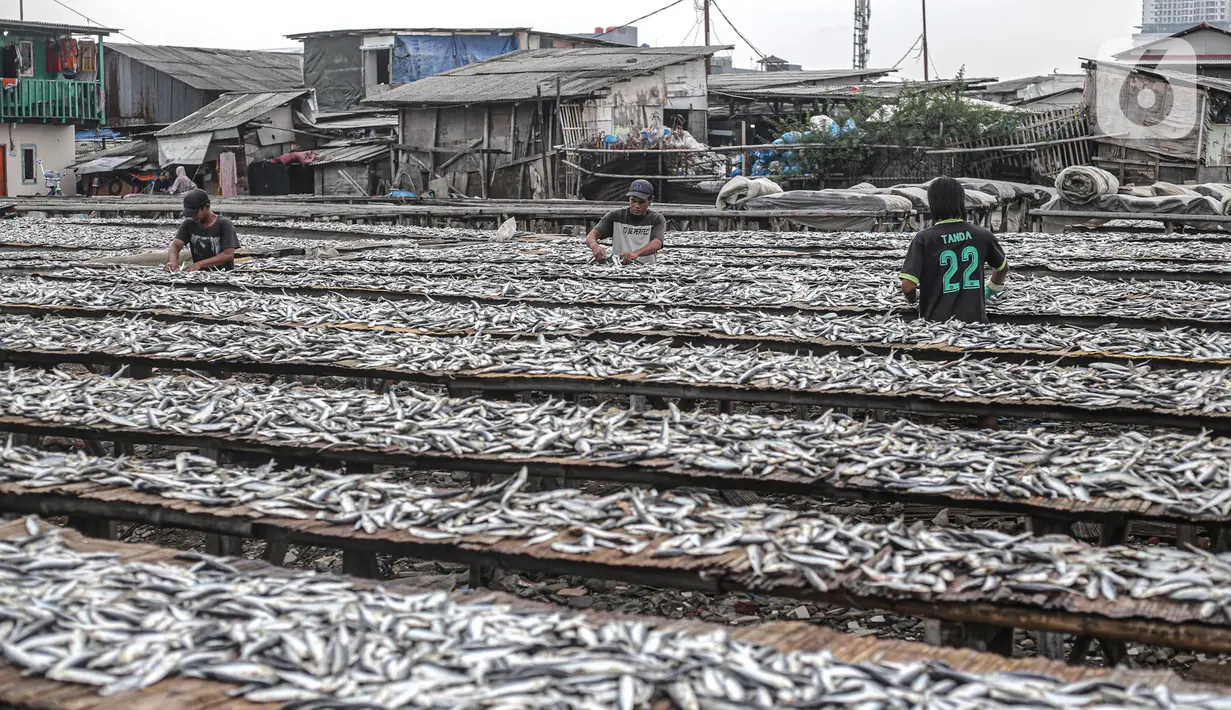 Pekerja menjemur ikan saat proses pengasinan di kawasan Muara Angke, Jakarta, Senin (26/12/2022). Nelayan mengaku produksi ikan asin di muara angke mengalami penurunan, disebabkan terhambatnya proses pengeringan di musim hujan. (Liputan6.com/Faizal Fanani)