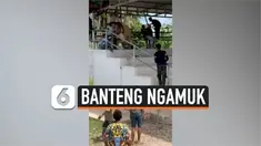 BANTENG NGAMUK