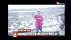 Hasil panen menurun gara-gara hama, petani Banyumas, Jawa Tengah, gotong royong basmi tikus dengan cankul dan linggis.