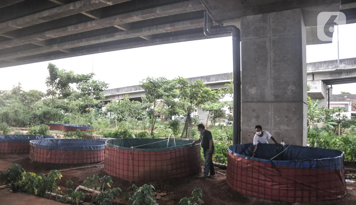 Warga saat melakukan perawatan kolam lele di kolong Tol Becakayu, Cipinang Melayu, Jakarta Timur, Minggu (20/3/2022). Sudah 6 bulan berlangsung warga setempat memanfaatkan lahan kosong di kolong Tol Becakayu untuk membudidayakan ikan lele yang dibuat secara swadaya. (merdeka.com/Iqbal S. Nugroho)