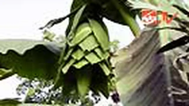 Pohon Pisang Raksasa Hebohkan Warga