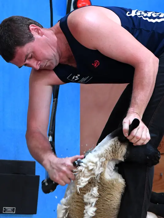 Gavin Mutch dari Skotlandia berpartisipasi kejuaaran World Sheep Shearing and Woolhandling Championships di Le Dorat, Prancis (5/7/2019). Lebih dari 5.000 domba akan dicukur selama empat hari selama berbagai kompetisi. (AFP Photo/Mehdi Fedouach)