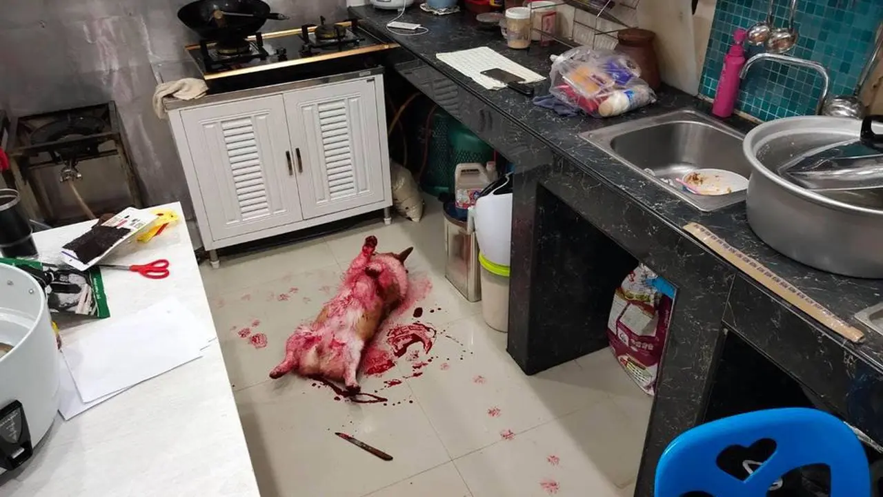 Seekor anjing menumpahkan sirup yang berakhir bikin pemilik panik.