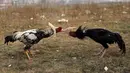 Dua ayam aduan saling bertarung pada pertandingan sabung ayam di pinggiran Islamabad, Pakistan, 15 Desember 2021. Pakistan terkenal memiliki jenis ayam petarung paling tua di dunia dengan kekuatan fisik dan mental bertarungnya. (AP Photo/Rahmat Gul)