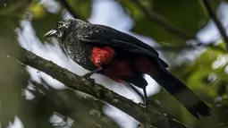 Dalam acara Global Big Day, tim pengamat burung di seluruh dunia menilai lebih dari 140 negara yang ambil bagian dalam acara ini menobatkan Kolombia sebagai pemenang dengan 1.486 spesies burung. (AFP/JOAQUIN SARMIENTO)