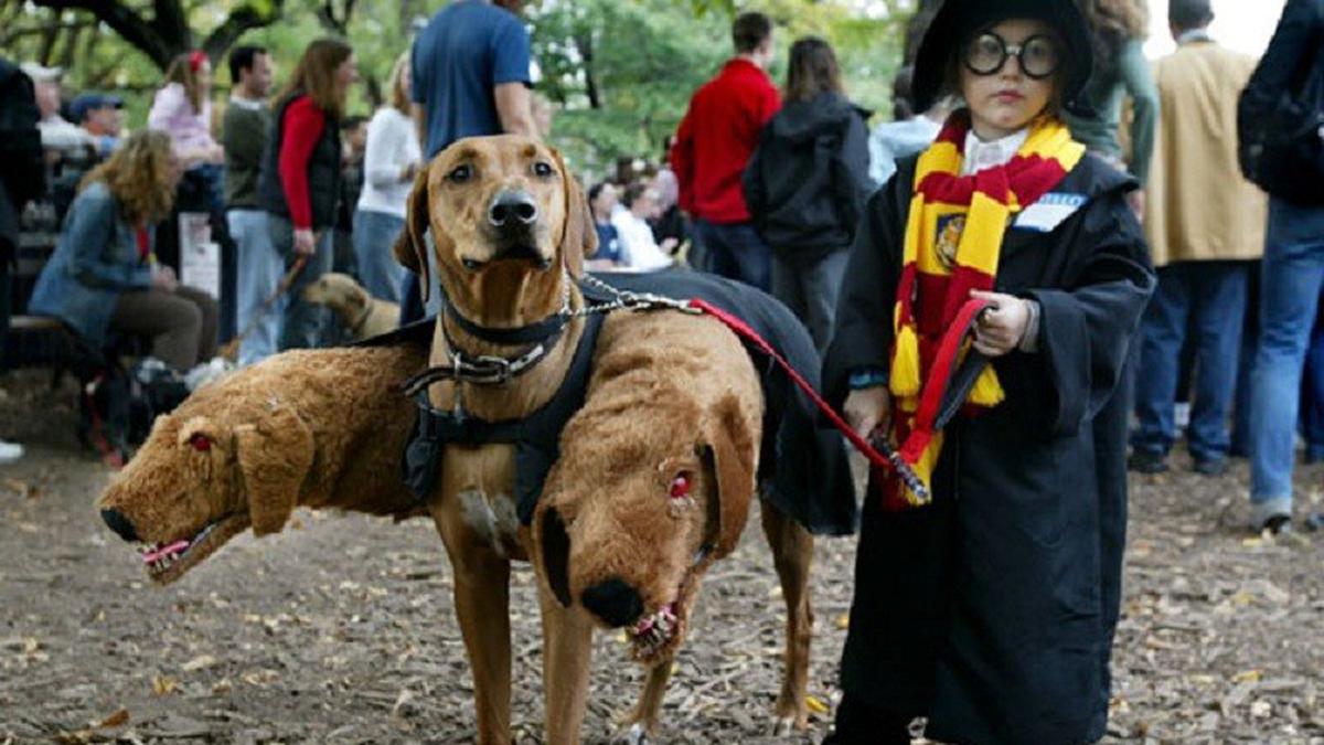 5 Kostum Halloween Unik Untuk Anjing