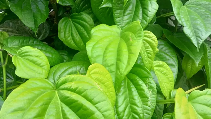 Bongkar 4 Khasiat Baik dari Daun Sirih untuk Kesehatan Tubuh, Apa Saja Ya?