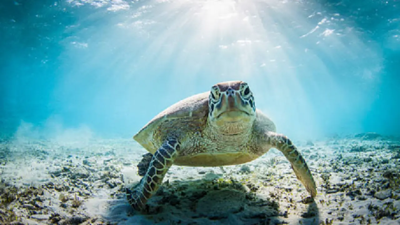 Ilustrasi kura-kura (iStock)