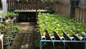 Cara Membuat Hidroponik Pakcoy Panen 40 Hari untuk Slow Living di Kampung. (Foto: AI)