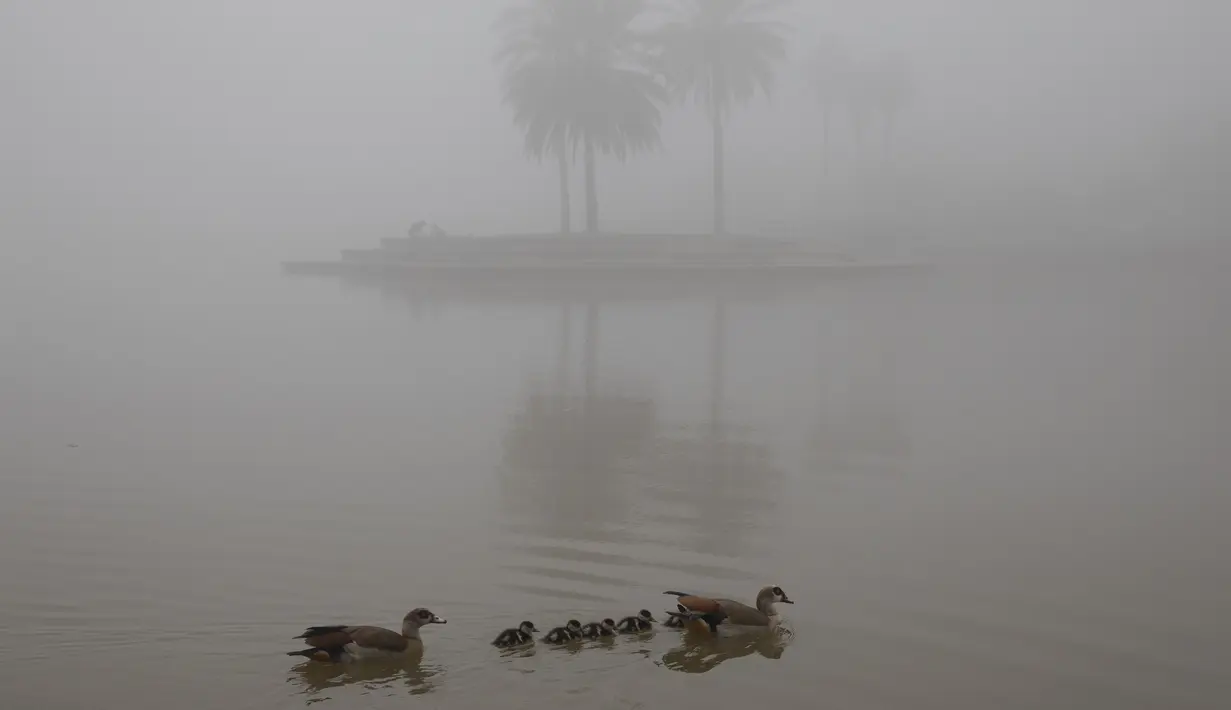 Bebek berenang di danau yang diselimuti kabut pagi tebal di Tel Aviv, Israel, Rabu (6/1/2021). Kondisi ini disinyalir dapat mengaburkan jarak pandang dan memperlambat lalu lintas. (AP Photo/Oded Balilty)