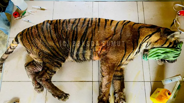 Harimau Sumatera