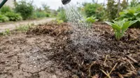 5 Cara Agar Tanah Kering Dapat Menyerap Air Hujan, Efektif Cegah Genangan dan Banjir