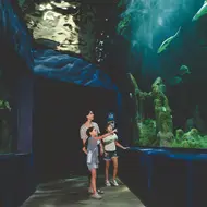 Aquarium memberikan pengalaman visual yang kuat melalui tampilan berbagai jenis ikan dan biota laut (Sumber: Pexels.com)