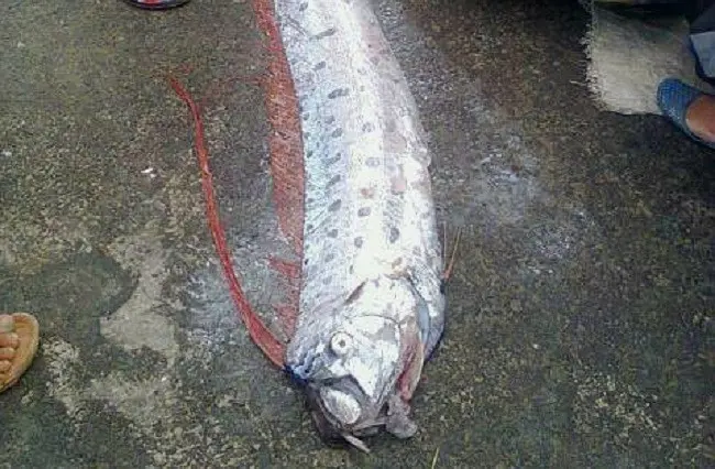 Ikan serupa sempat ditemukan banyak terdampar di pantai sebelum tsunami dan gempa bumi melanda Jepang pada 11 Maret 2011. (Liputan6.com/Fauzan)
