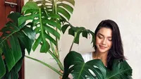 Angela Gilsha sedang memamerkan keindahan tanaman hiasnya bernama monstera (Dok.Instagram/@angelagilsha/https://www.instagram.com/p/B7xUpjRAI0G/Komarudin)