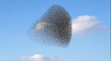 Sekelompok burung jalak yang tengah bermigrasi terlihat dilangit kota Beer Sheva, Israel selatan 26 Desember 2016. Fenomena ini disebut 'murmuration' yang berlangsung saat musim dingin. (REUTERS/Baz Ratner)