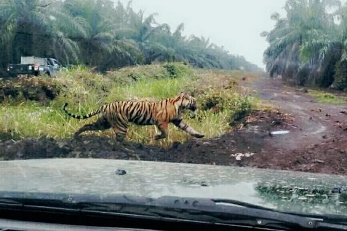 Harimau Sumatra yang pernah berkeliaran di Indragiri Hilir dan sudah dievakuasi BBKSDA Riau.