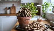 8 Cara Menanam Kacang Tanah Dalam Wadah di Rumah, Mudah Bagi Pemula