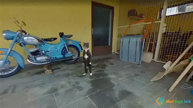 6 Potret Aneh Hewan saat Terekam Google Maps, Nyeleneh Banget