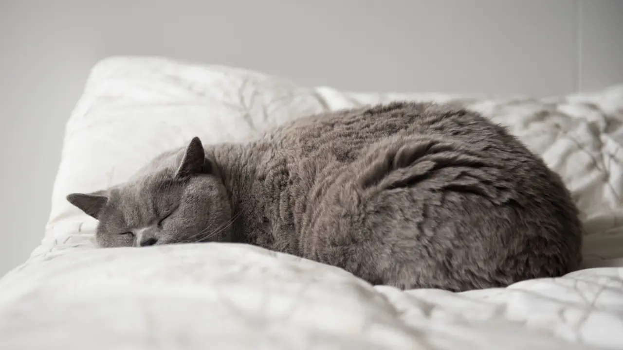 8 Penyebab Stres pada Kucing, Pemilik Wajib Tahu Solusi Jitunya