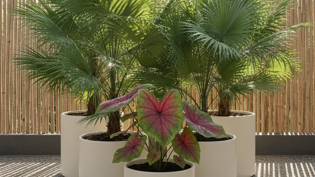 Ide Menata Teras Sempit agar Sejuk dengan Tanaman Pot Daun Lebar. AI