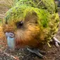 Kākāpō, spesies burung beo paling gemuk di dunia terancam punah (AFP?Andrew Digby)