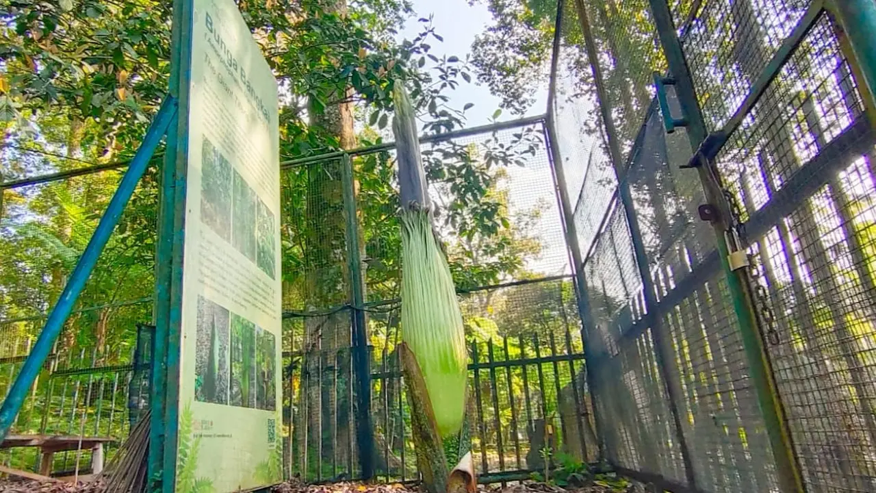 Bunga Bangkai atau Amorphophallus Titanum Becc di Kebun Raya Cibodas.