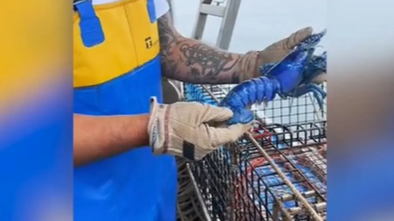 Lobster biru