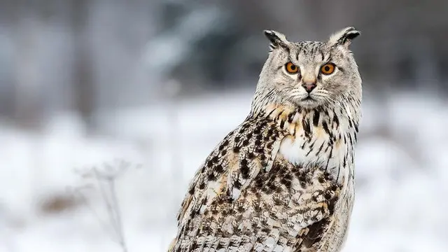 6 Editan Foto Kucing Campuran Burung Ini Nyeleneh, Bikin Bingung