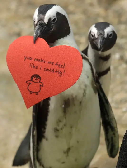 Penguin Afrika memegang kartu valentine berbentuk hati di Akademi Ilmu Pengetahuan California, San Francisco, Rabu (12/2/2020). Penguin secara alami membangun sarang menggunakan kartu ucapan dari bahan itu dan menarik lawan jenis untuk meningkatkan populasi mereka yang terancam punah. (AP/Jeff Chiu)