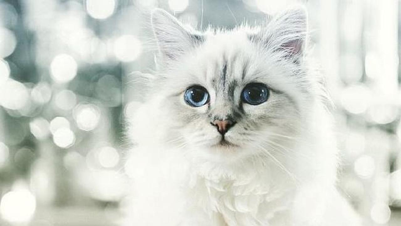 Kucing Peliharaan Ini Mampu Cetak Duit Rp 55 Miliar Setahun