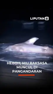 Heboh, Hiu Besar Muncul di Pangandaran