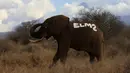 Gajah yang telah dipasangkan radio satelit diberi tanda oleh petugas, Amboseli National Park, Kenya (2/11). Pemasangan radio satelit untuk mempermudah pelacakan gajah liar serta mengendalikan perburuan liar. (REUTERS/Thomas Mukoya)