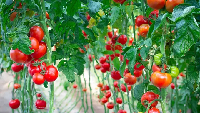 Foto: Copyright ShutterStock.com