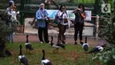 Jagat Satwa Nusantara berharap dengan adanya Taman Burung TMII dapat mempromosikan kesadaran tentang pelestarian satwa burung di lingkungan alam. (merdeka.com/imam buhori)