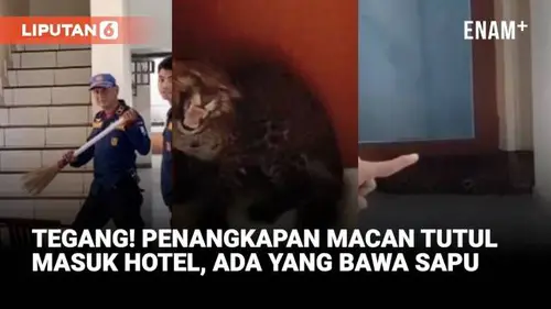 Heboh Macan Tutul Masuk Hotel Di Bandung, Penangkapan Dramatis!