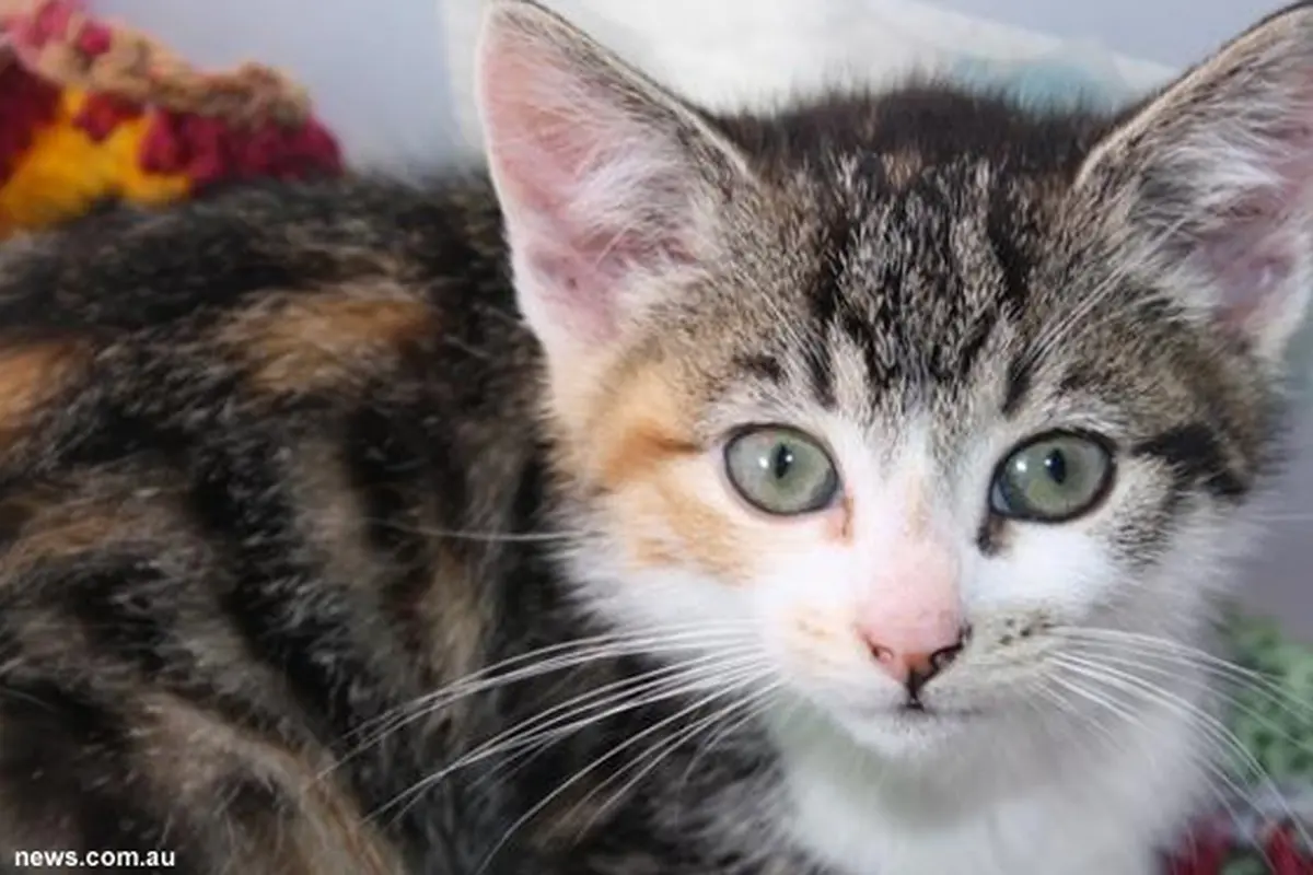 kucing-belang-130804b.jpg
