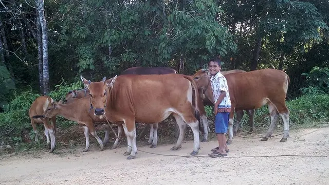 Sapi di Jambi