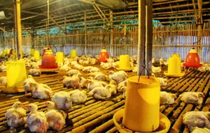 Ide Usaha Ternak Ayam Broiler Panen 35 Hari, Simak Cara Memulai dan Menghitung Keuntungannya