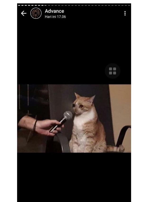 8 Potret Cocoklogi Jika Kucing Ikut Ekstrakurikuler Ini Bikin Gemas