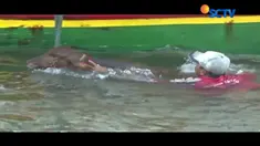 Ditarik dan diceburkan ke air untuk dibawa kembali ke daratan, begitulah cara bongkar muat sapi di pelabuhan.