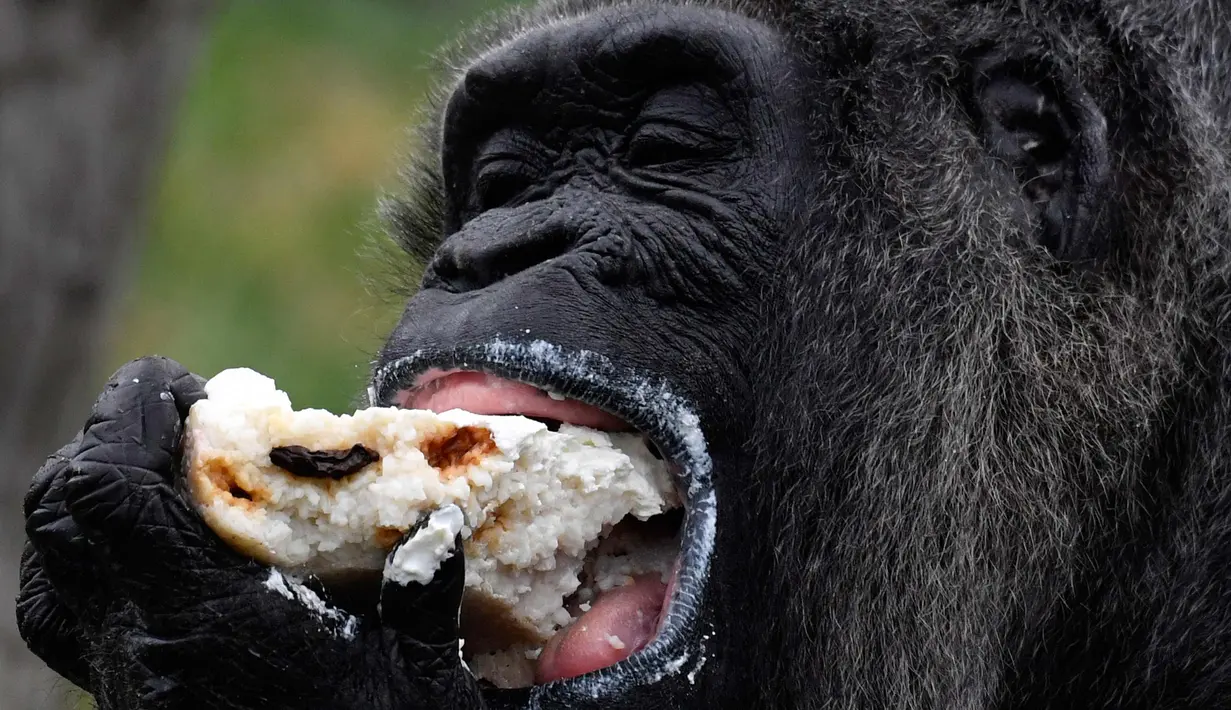 Gorila Fatou memakan kue ulang tahunnya saat berusia 61 tahun di kebun binatang Zoologischer Garten di Berlin, Jerman (13/4). Fatou adalah gorila tertua dari jenisnya yang hidup di Eropa. (AFP Photo/John Macdougall)