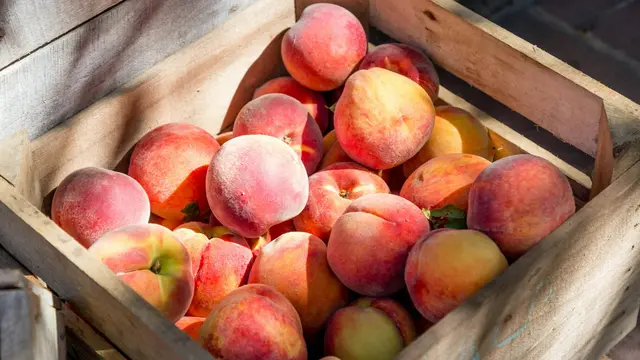 Peach