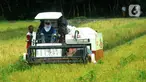 Petani memanen padi jenis IR 54 menggunakan mesin produk China di Galuh, Kulon Progo, Yogyakarta, Kamis (2/2/2020). Mesin yang disewa seharga Rp 500 ribu untuk memanen padi seluas 1.400 meter persegi itu mengefisienkan waktu, tenaga, dan modal dibandingkan tenaga manusia. (merdeka.com/Arie Basuki)