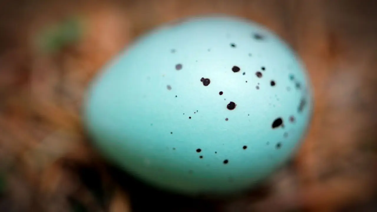 telur-burung-131019b.jpg