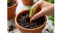 Cara Menanam Wortel dalam Pot di Rumah, Solusi Berkebun Lahan Sempit