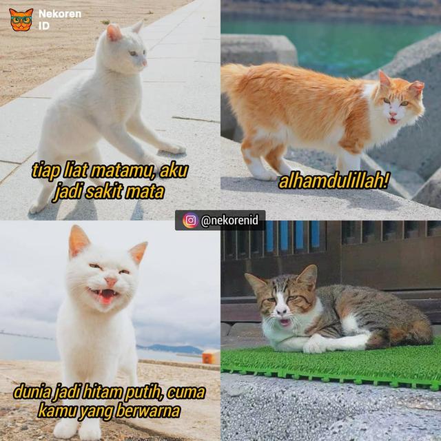 7 Meme Gombalan Kucing Oranye Ini Kocak Bikin Gemas - Hot ...