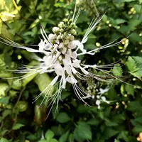 Manfaat Tanaman Kumis Kucing Untuk Kesehatan (Sumber: Pixabay)